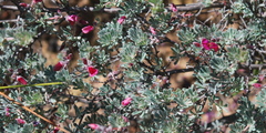 Indigofera esterhuysenae