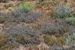 Indigofera esterhuysenae