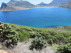 Muraltia orbicularis