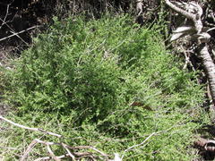 Muraltia orbicularis