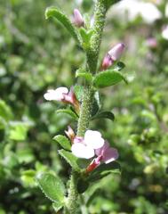 Muraltia orbicularis