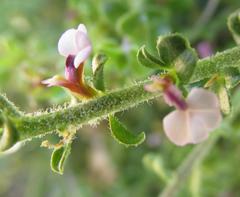 Muraltia orbicularis