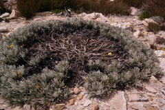 Euryops othonnoides