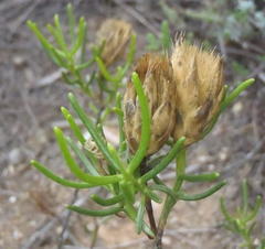 Pteronia flexicaulis