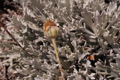 Euryops othonnoides
