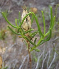 Pteronia flexicaulis