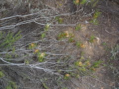 Pteronia flexicaulis