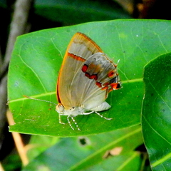 Nicolaea besidia