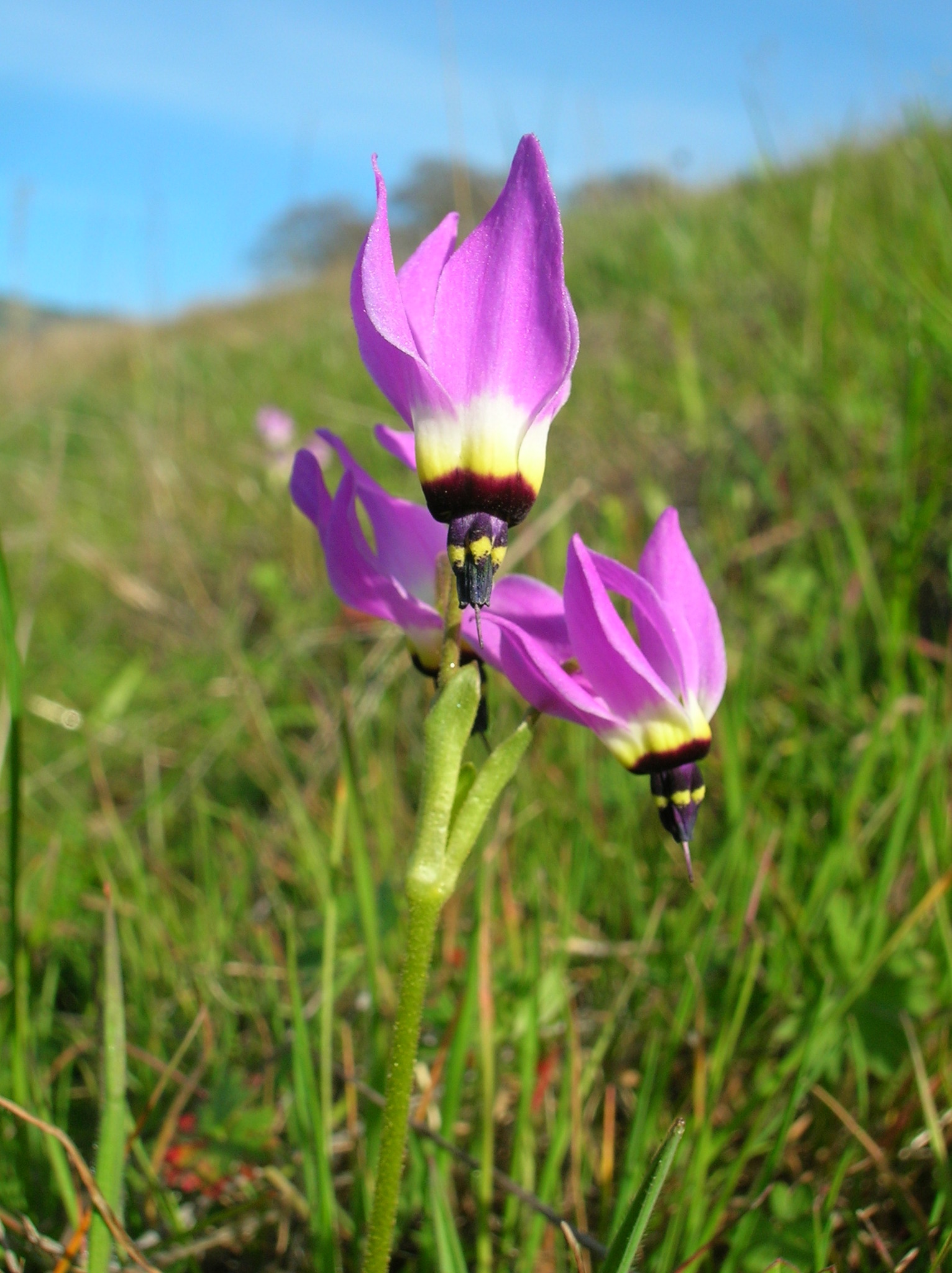 Primula clevelandii var. patula