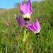 Primula clevelandii patula - Photo (c) kevinhintsa, μερικά δικαιώματα διατηρούνται (CC BY-NC)