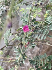 Tephrosia purpurea leptostachya