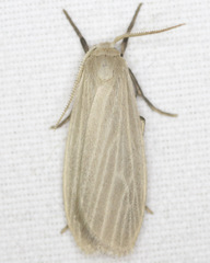 Crambidia lithosioides