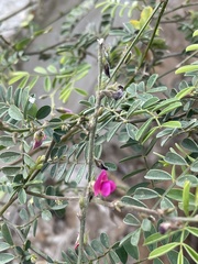 Tephrosia purpurea leptostachya
