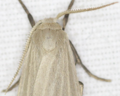 Crambidia lithosioides