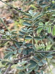 Tephrosia purpurea leptostachya