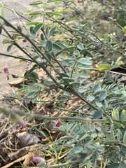 Tephrosia purpurea leptostachya