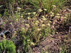Crassula mollis