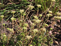 Crassula mollis