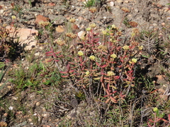 Crassula mollis