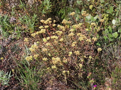 Crassula mollis