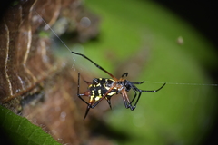 Micrathena kirbyi