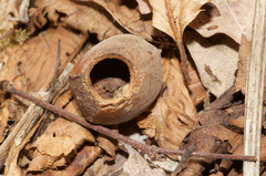 Muscardinus avellanarius