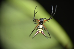 Micrathena kirbyi