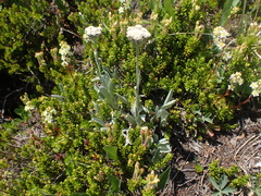 Antennaria lanata