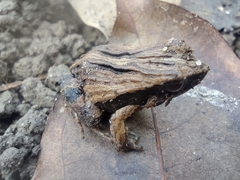 Physalaemus fischeri