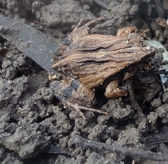 Physalaemus fischeri