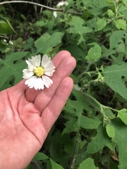 Polymnia canadensis radiata