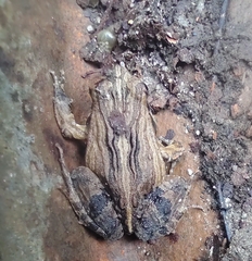 Physalaemus fischeri