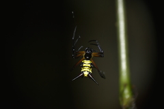 Micrathena kirbyi