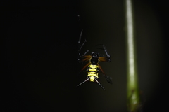 Micrathena kirbyi