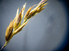 Poa bulbosa bulbosa
