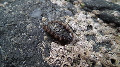 Acanthochitona garnoti