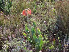 Cyrtanthus obliquus