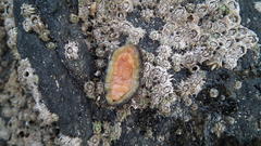 Acanthochitona garnoti