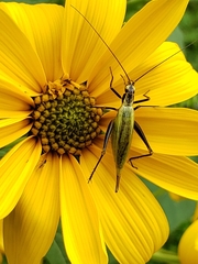 Oecanthus nigricornis