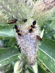 Oncopeltus fasciatus