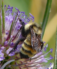 Bombus appositus