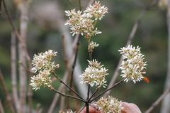 Euphorbia leucocephala