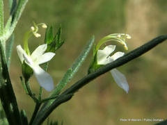 Teucrium trifidum