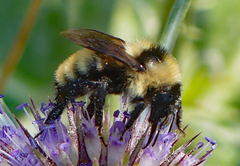 Bombus appositus