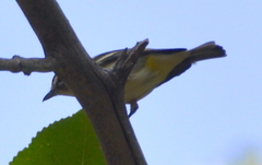 Vireo cassinii