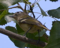 Vireo cassinii