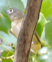 Vireo cassinii