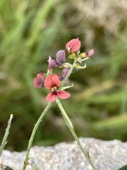 Indigastrum parviflorum parviflorum