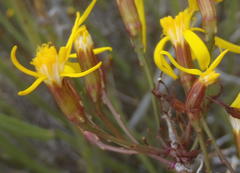 Senecio junceus