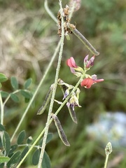 Indigastrum parviflorum parviflorum